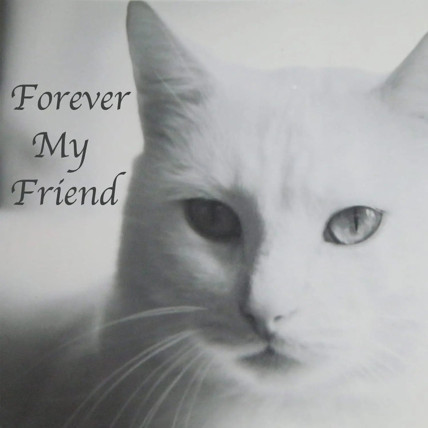 Stainless Steel Pet Memorial Urn for Cats & Small Dogs with Secure Lid Keepsake