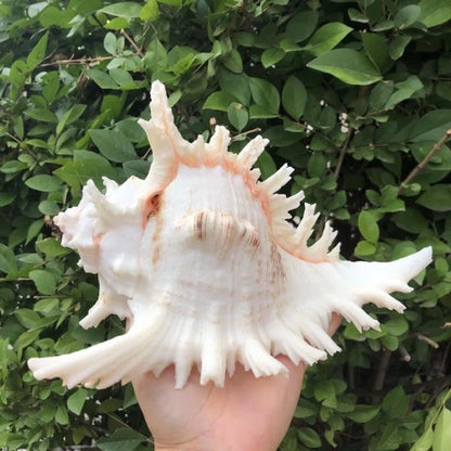 Natural Conch Shell Aquarium Decor Large Fish Tank Hideout